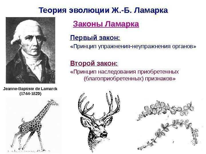 2. эволюционная теория ж. б. ламарка