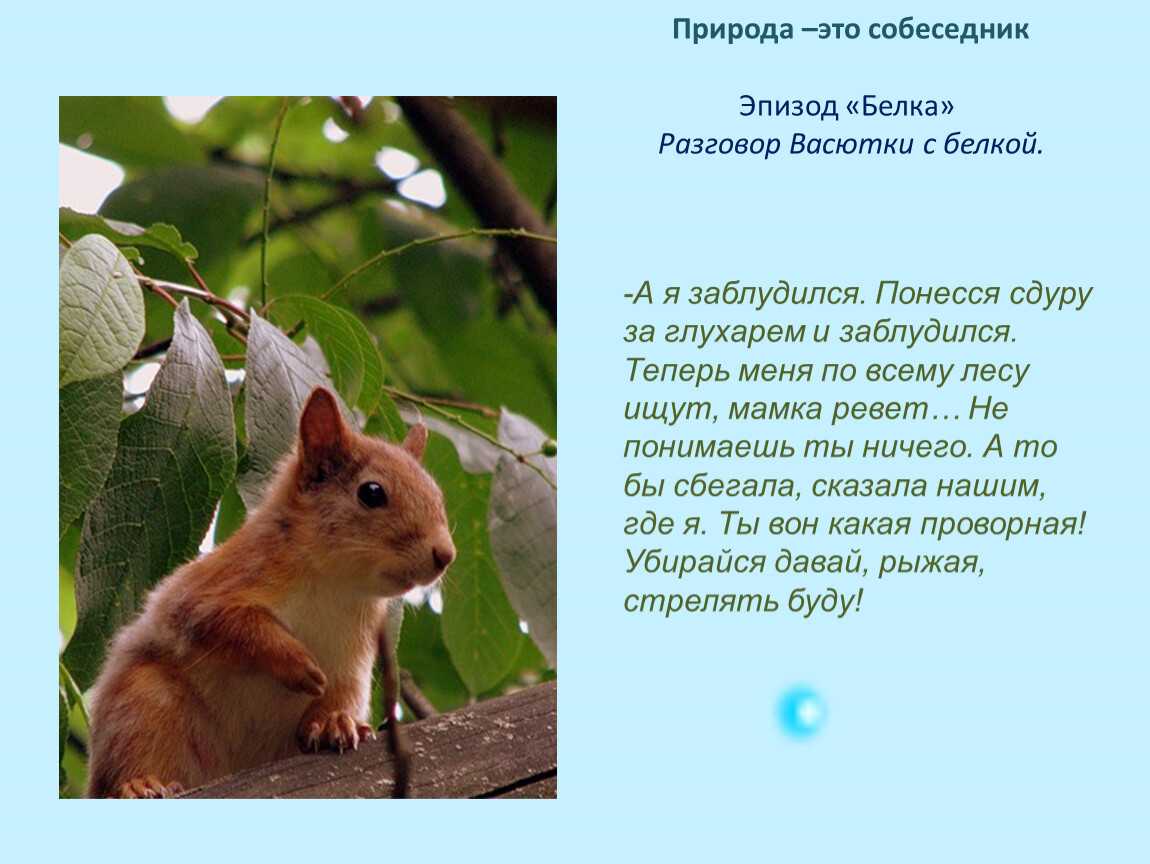 Сочинение на тему: "описание белки", 4 класс