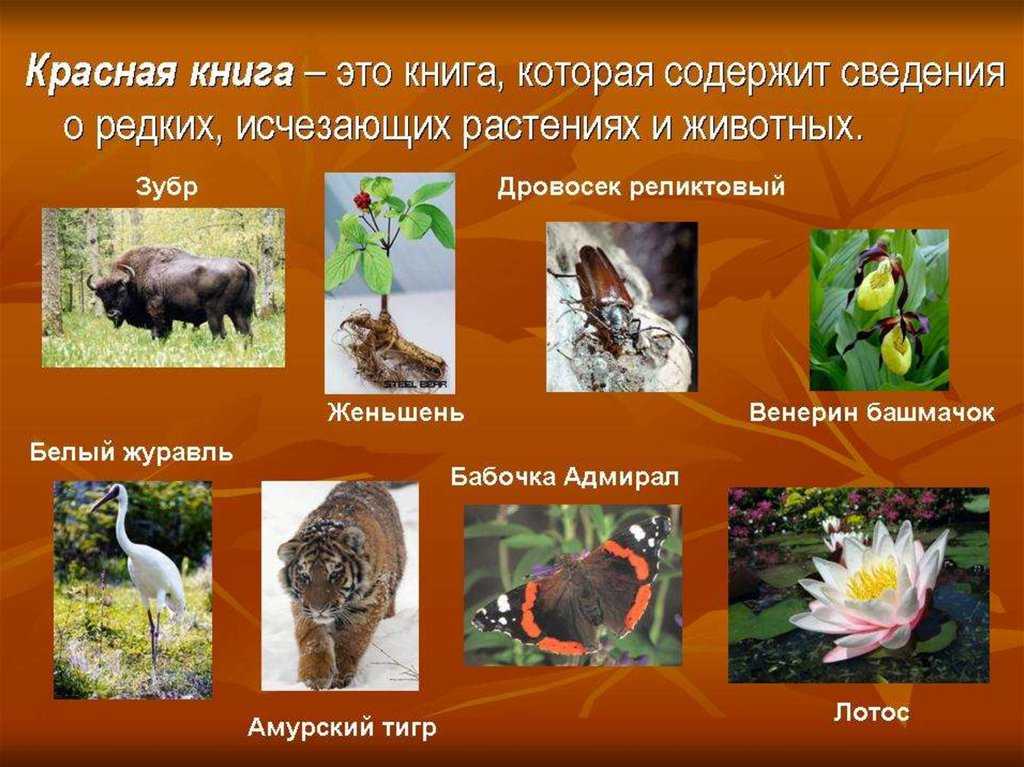Подробное описание с фото всех животных, включенных в красную книгу россии