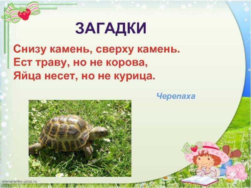 Загадки про черепаху - подготовка к школе и развивающие задания для детей мама7я