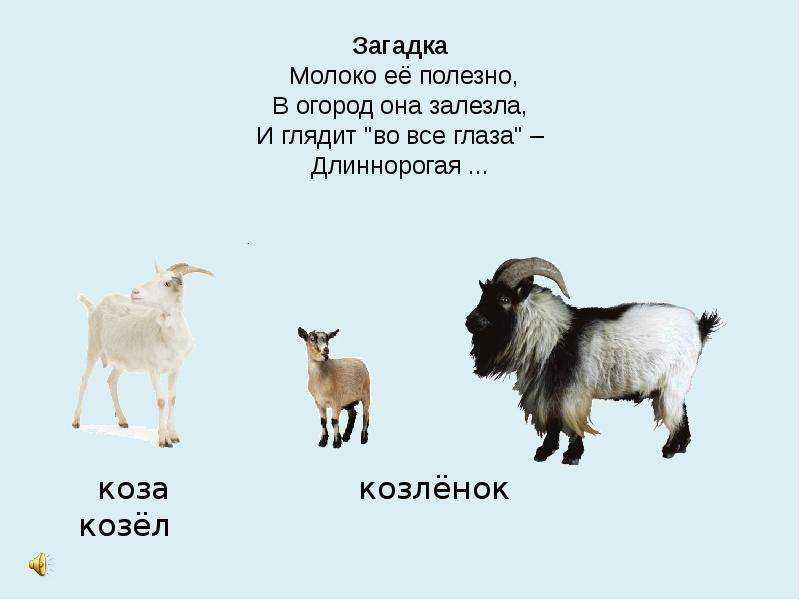 Загадки о домашних животных для детей