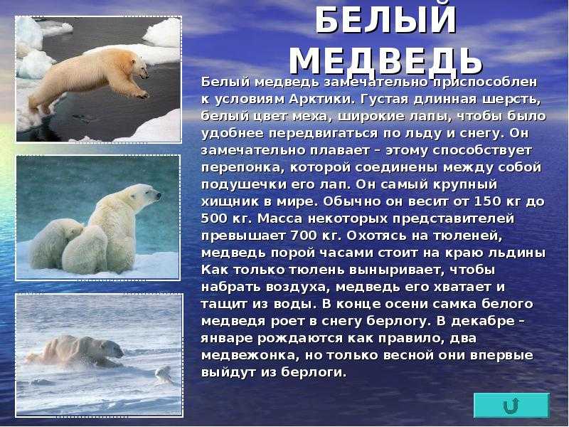Доклад животные ледяной зоны окружающий мир 4 класс сообщение