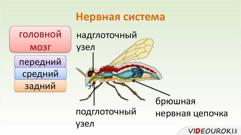 Нервная система членистоногих ️ общая характеристика насекомых