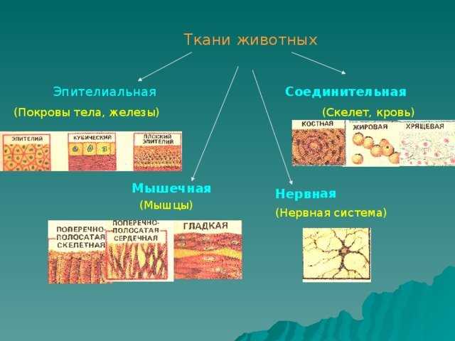 65. человек и его здоровье
                                читать 0 мин.