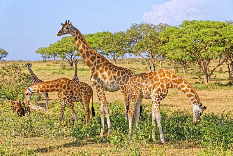 Жираф - описание животного, строение, где живет и чем питается
