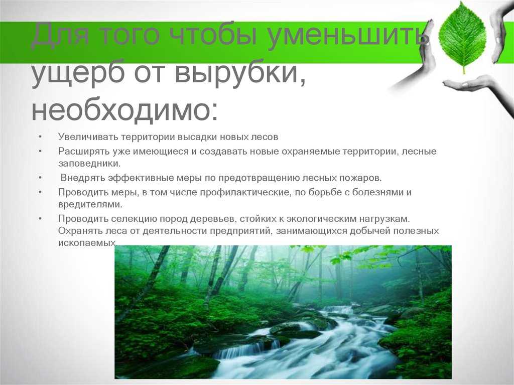 К чему может привести бесконтрольная вырубка лесов и что можно сделать для решения проблемы