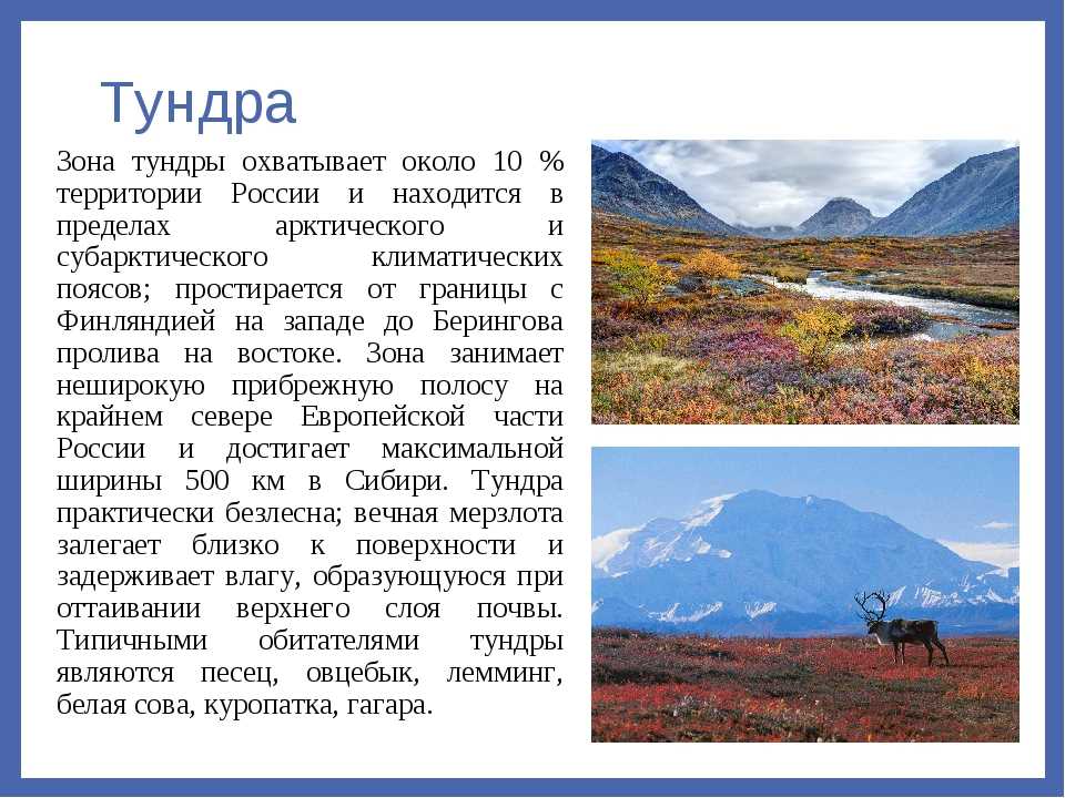 Записать условия приспособления животных в условиях тундры и лесотдрыпомогите пожалуйста​ - узнавалка.про