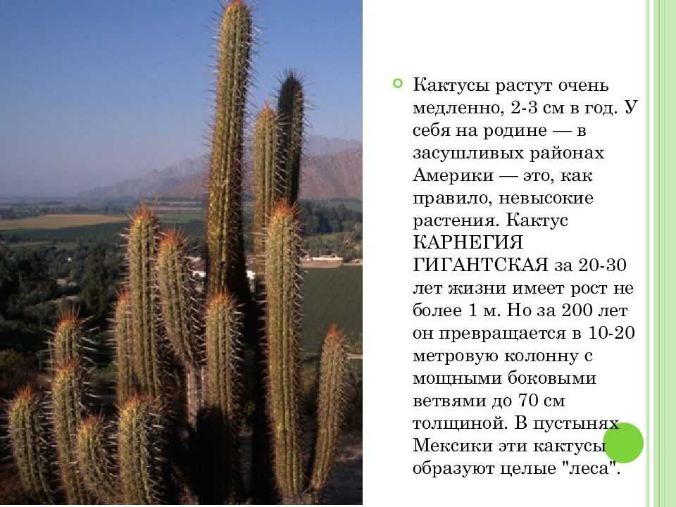 Приспособленность растений к среде обитания кактус адаптации кактуса к жизни в пустыне длинные юбки на полных женщин с фото гипсовой потолок фигура