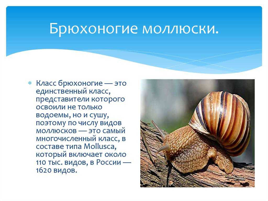 Брюхоногие моллюски - класс, строение и значение в природе