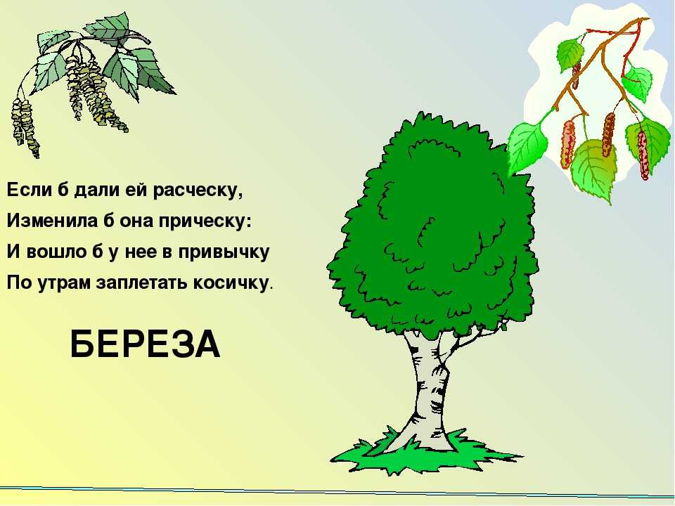Загадки о дикорастущих деревьях и кустарниках. интересные загадки про дерево