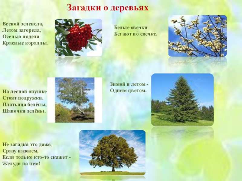 Загадка дерево для детей: загадки про деревья с ответами —  ашаж.рф