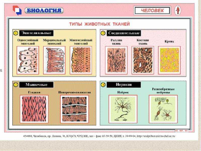 Типы  животных тканей: функции, происхождение, количество