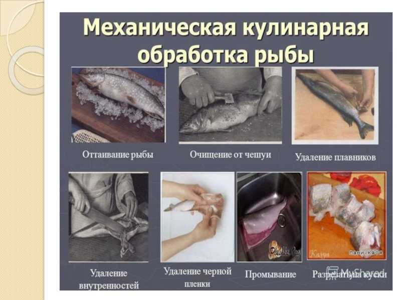 Обработка нерыбных продуктов моря