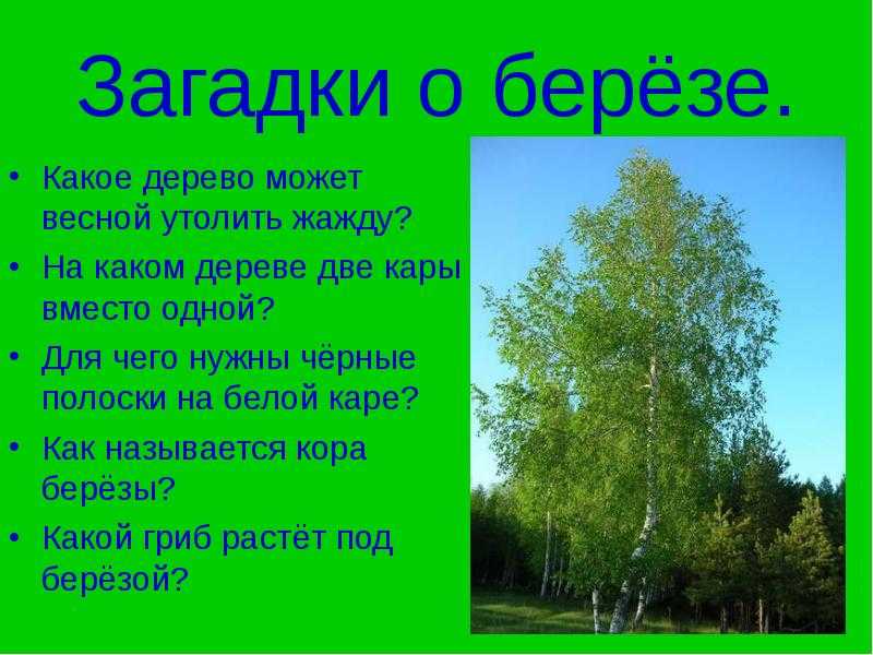 Загадка про березу для детей