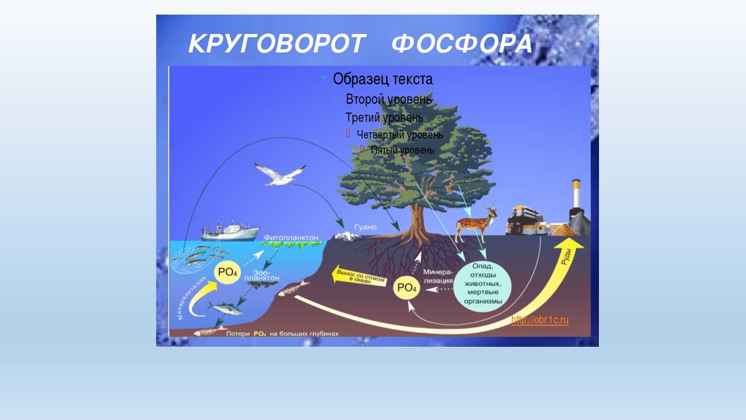 Основа существования биосферы: экология для «чайников»