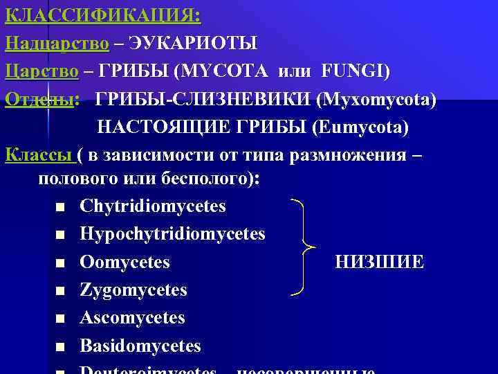 Расскажите о роли эукариотов в природе и жизни человека кратко