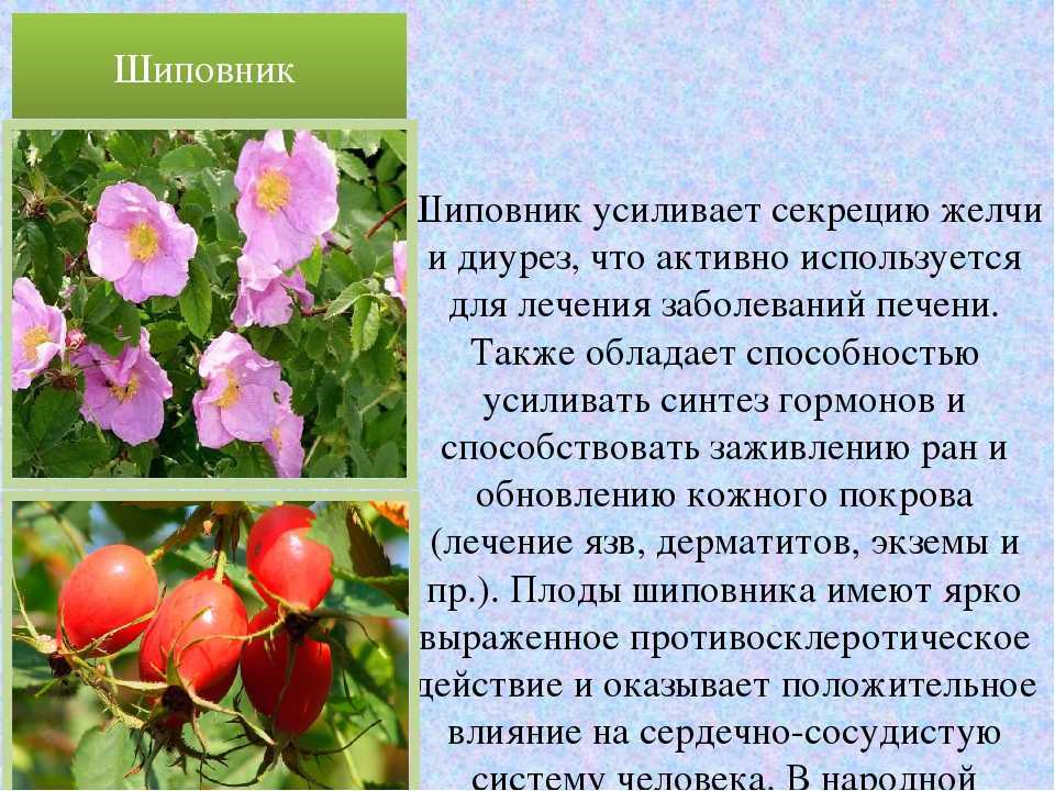 Шиповник: выращивание в саду, свойства, виды