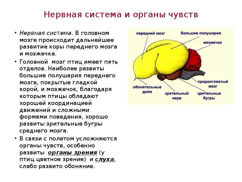 Головной мозг птицы кратко
