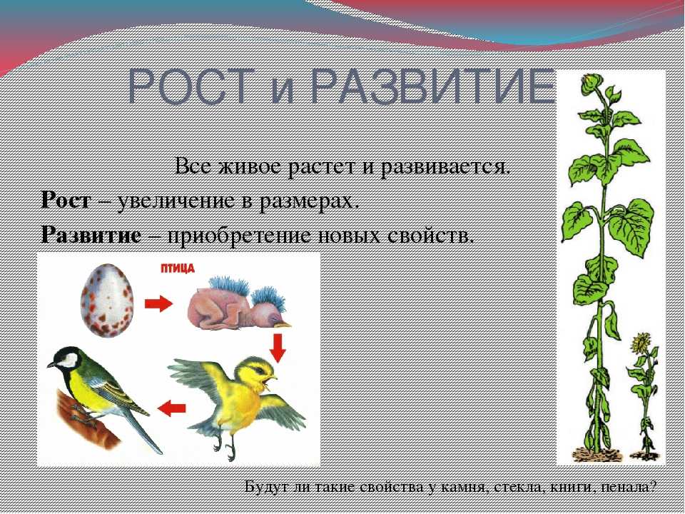 Что такое рост и развитие в биологии кратко