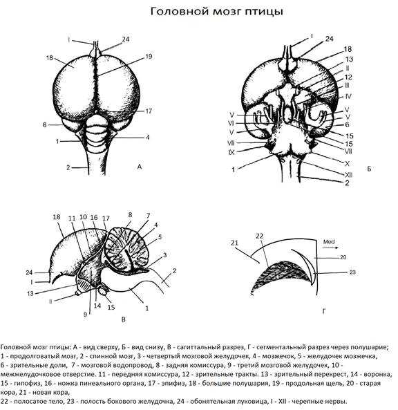Головной мозг птицы кратко