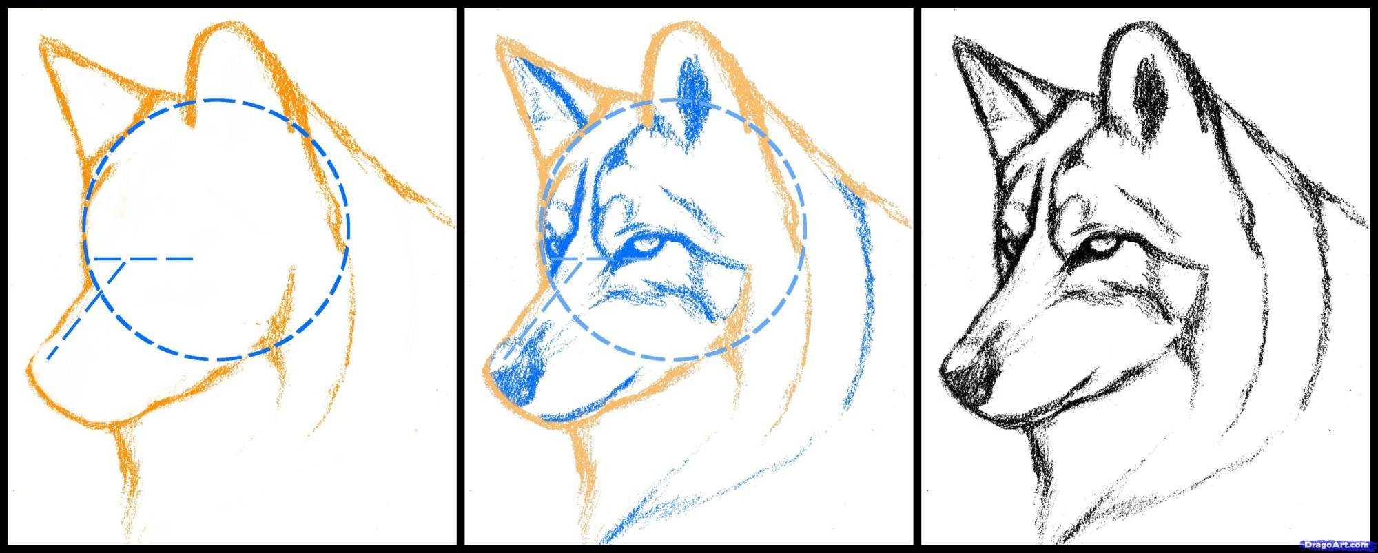 Как нарисовать волка поэтапно карандашом. топ вариантов для начинающих