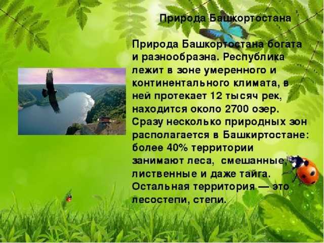 Животный мир башкирии: узнайте, какие виды животных обитают в этом регионе