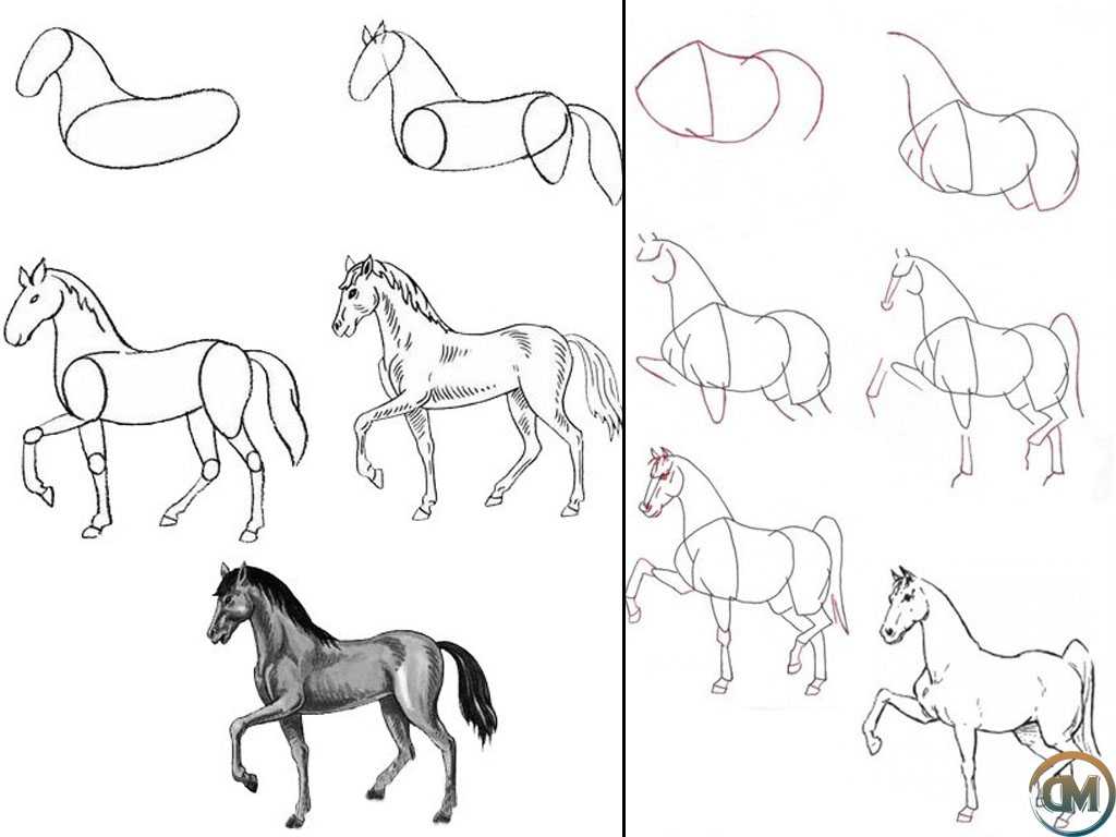 Как нарисовать лошадь поэтапно | рисунок лошади карандашом