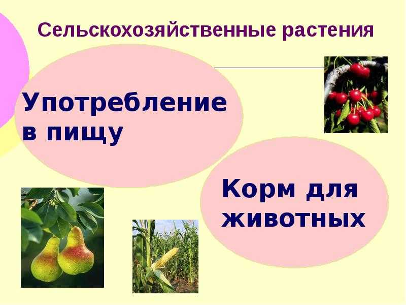 Группа зерновых культур, виды, особенности биологии и агротехники.