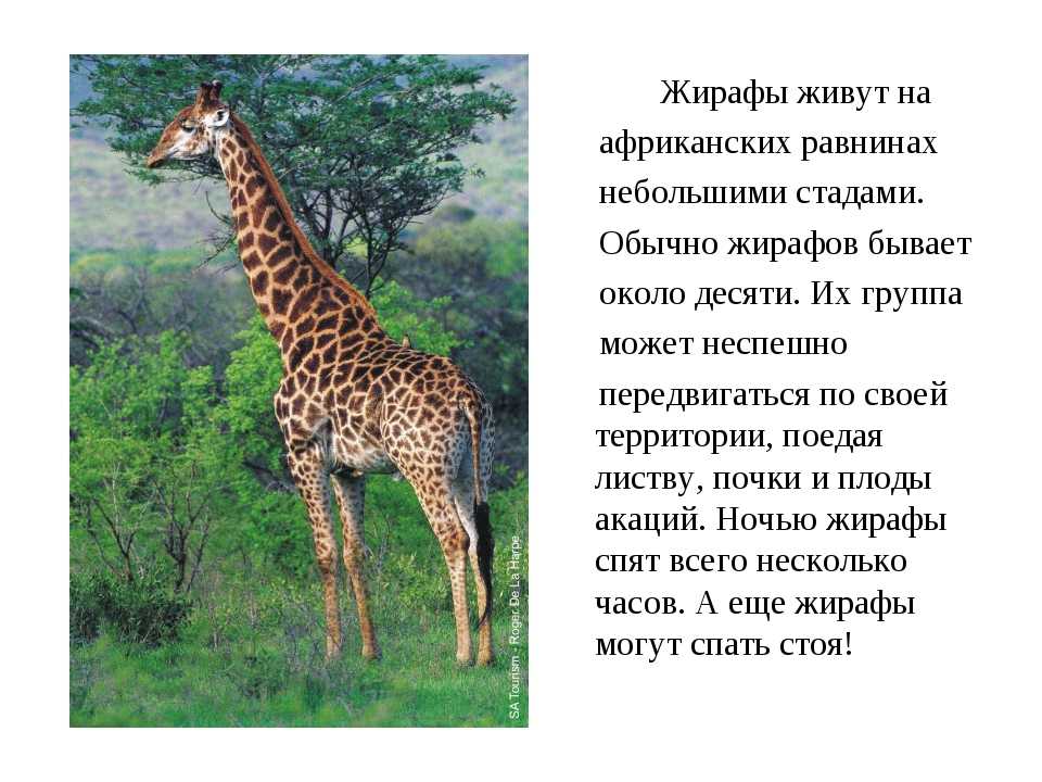Доклад на тему жираф 2 класс (описание, виды, кде живет, как спит, чем питается) сообщение