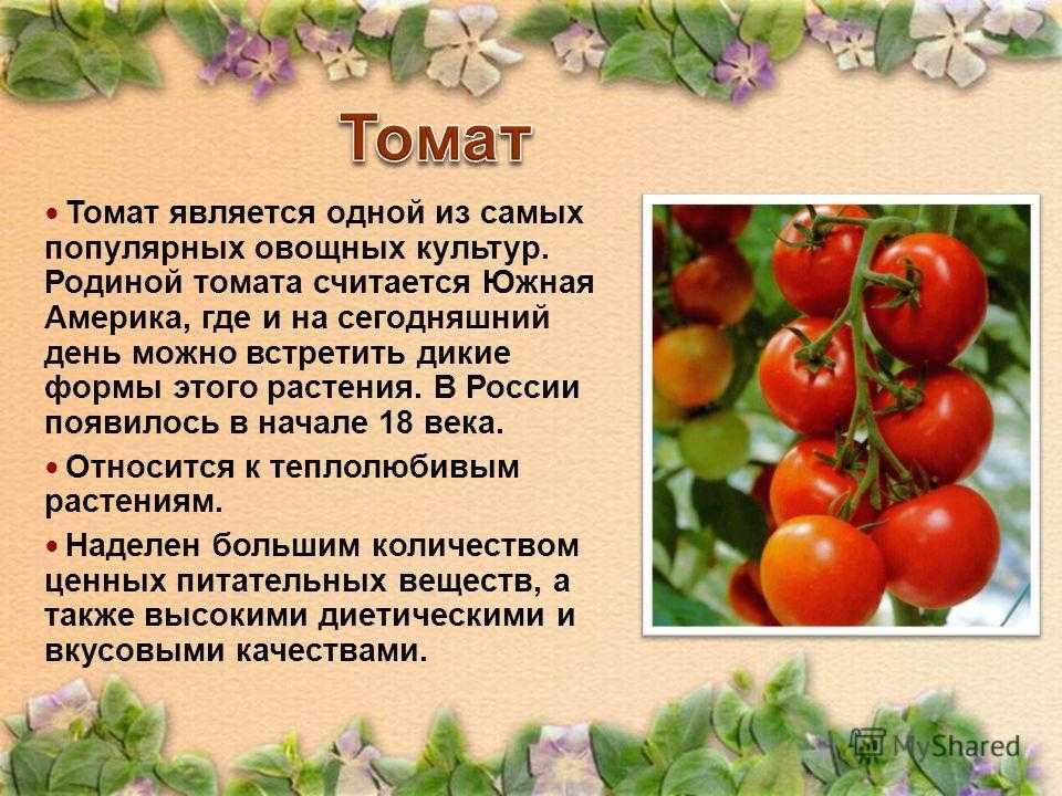 Сообщение на тему томат