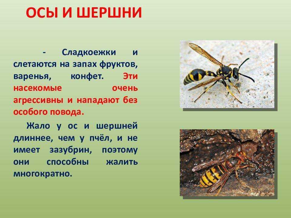 Сколии: паразитирующие осы