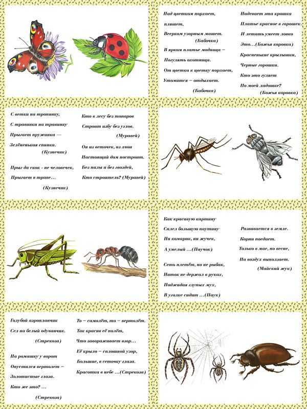 Загадки про насекомых для детей с ответами