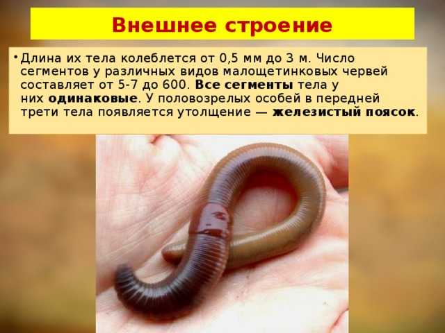 Пескожил морской: что это за животное?