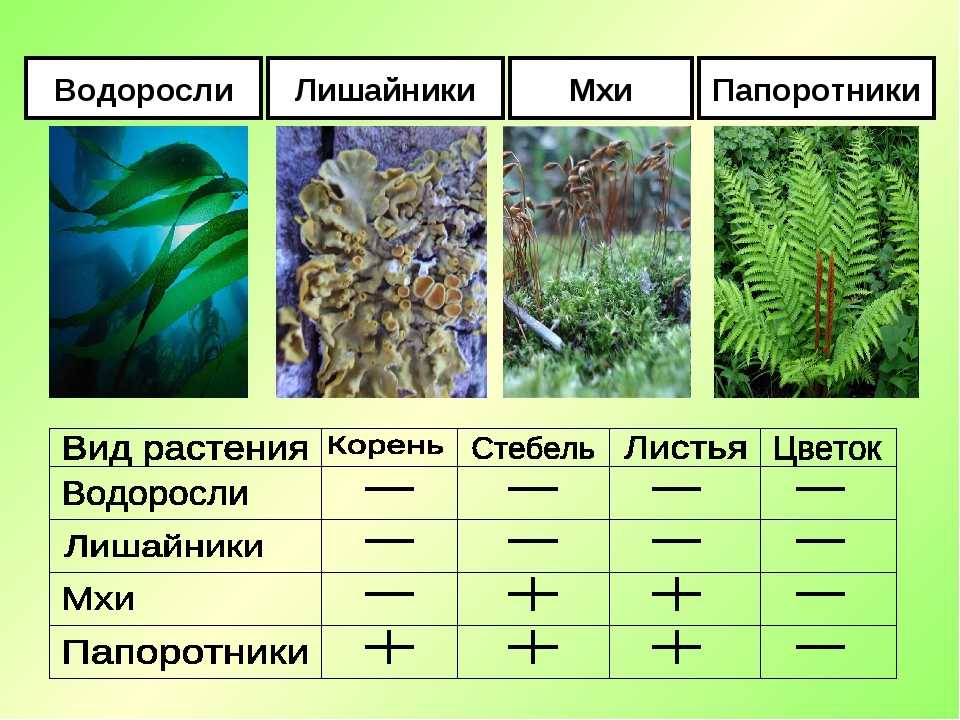 Отделы растений: основные сведения
