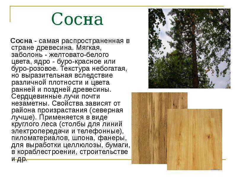 Открытый урок в 5 классе по технологии учителя в.и.котова «древесина. пиломатериалы и древесные материалы»