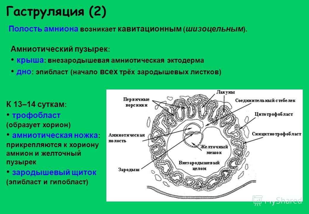 Плацентарные млекопитающие – особенности размножения животных