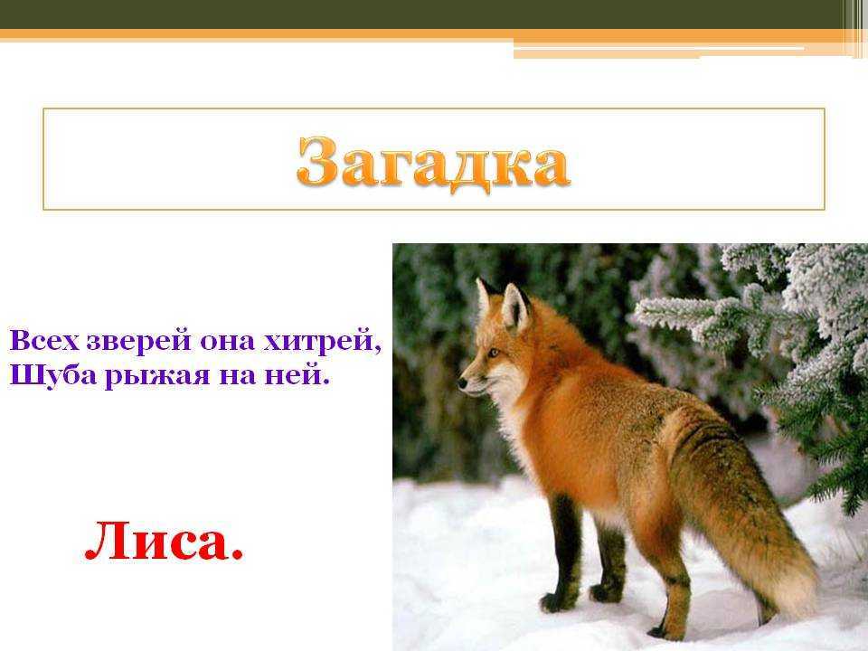 Загадки про животных для детей с ответами ✅ блог iqsha.ru