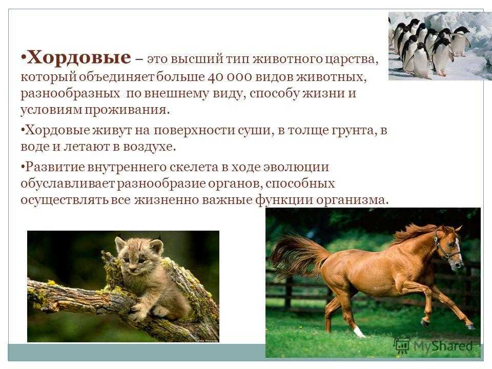 Плацентарные млекопитающие - характерные особенности, признаки и примеры
