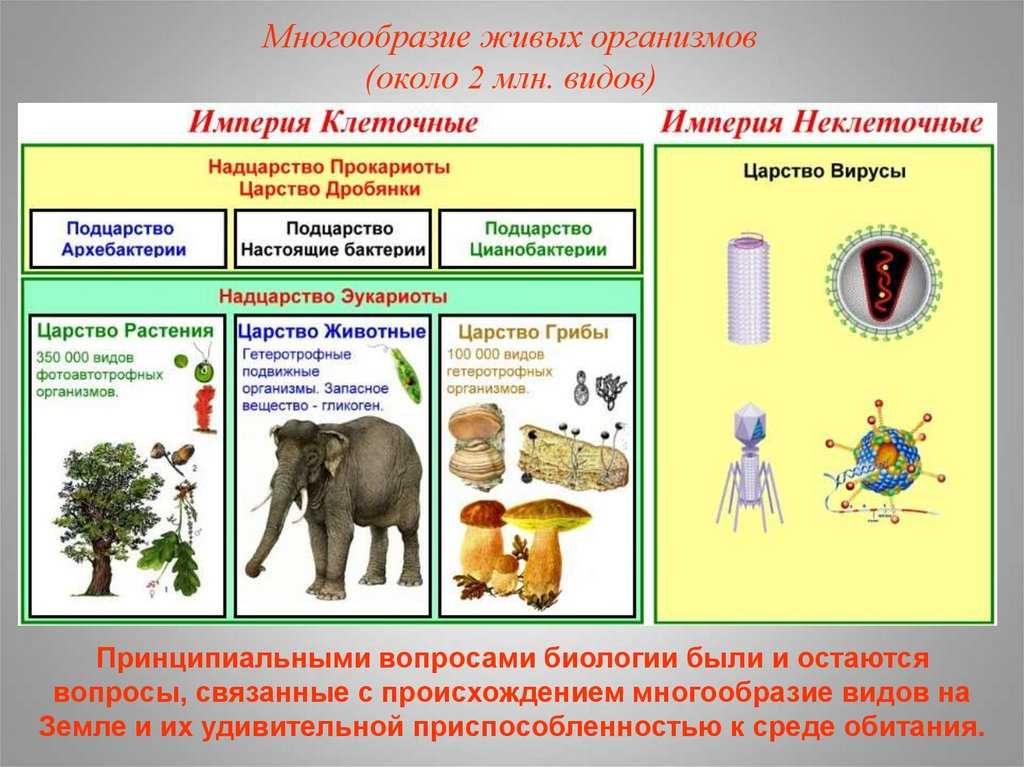 Эукариотическая ⭐️ клетка: определение, ее строение, особенности и функции