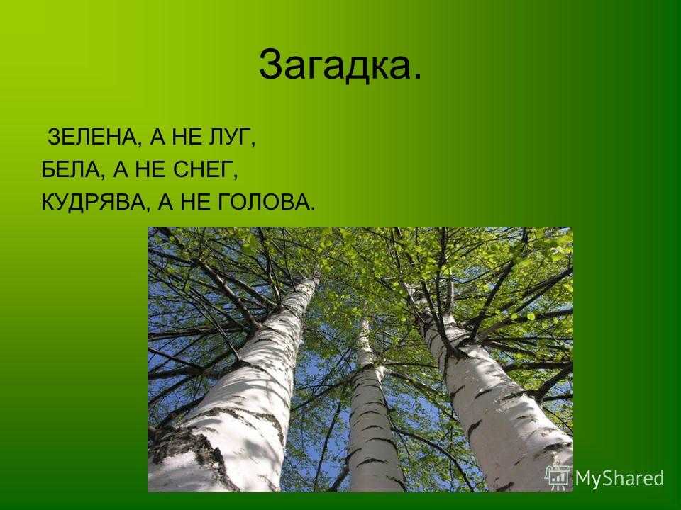 35 интересных загадок для детей про березу Береза — это дерево, которое славиться своей красотой Вы можете предложить свою загадку про березу или разгадать наши
