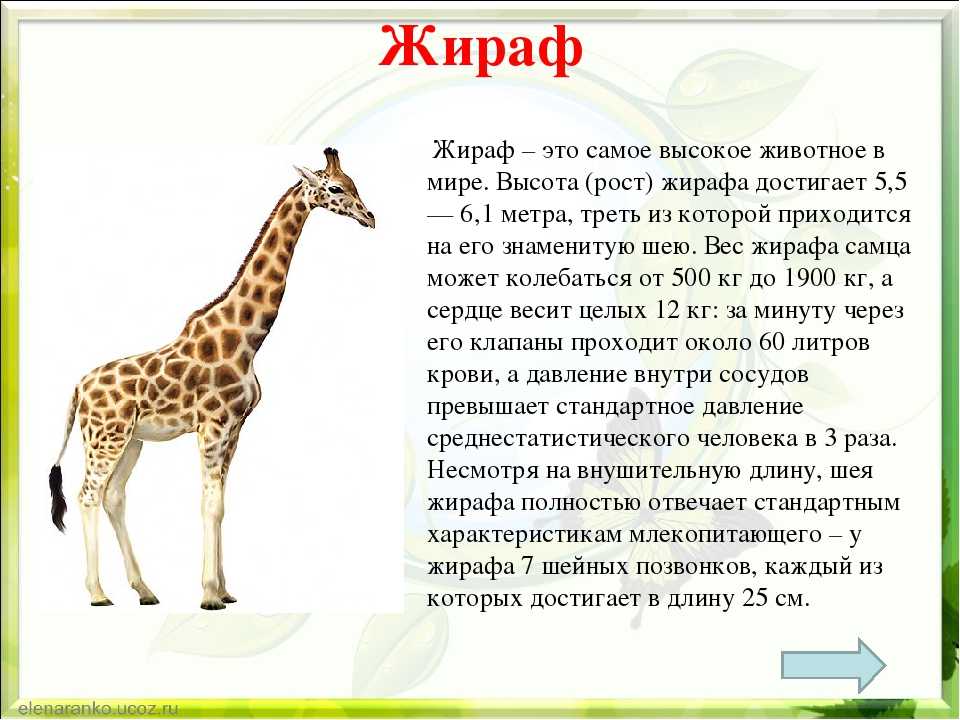 Жираф - описание, виды и питание животного