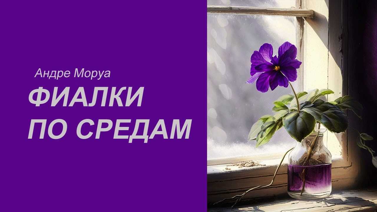 Фиалки по средам