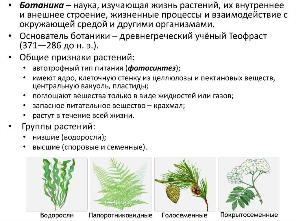 Ботаника. история, предмет и разделы ботаники. систематика растений : farmf | литература для фармацевтов