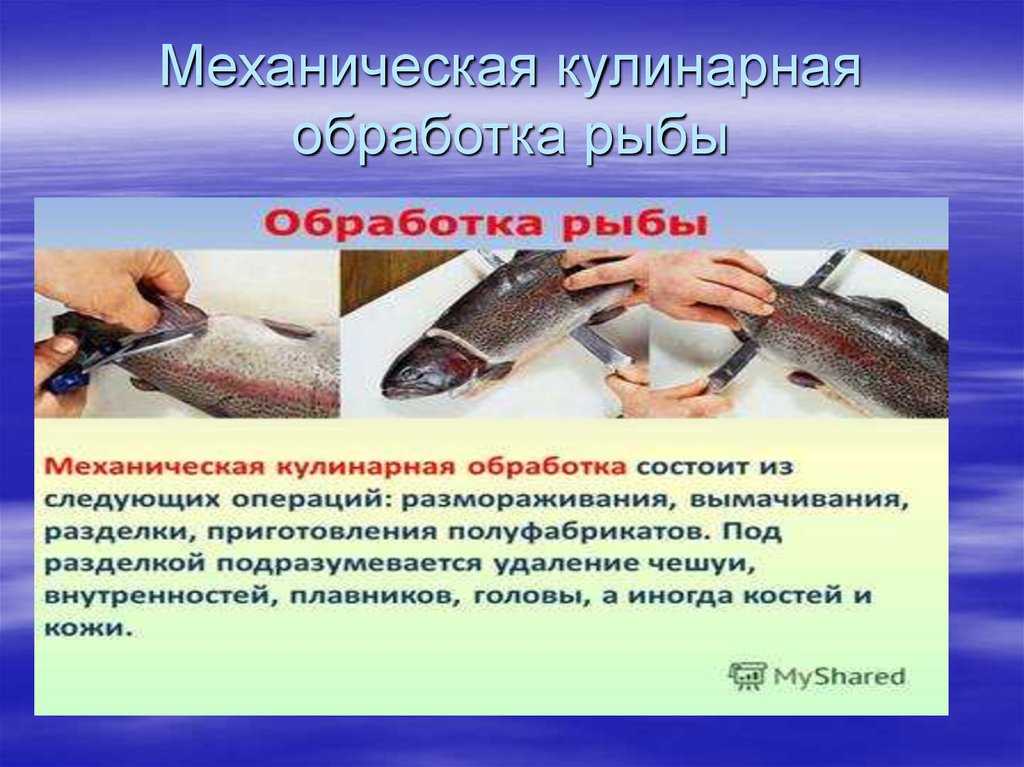 3.1. приёмы механической обработки креветок.. блюда из морепродуктов - курсовая работа