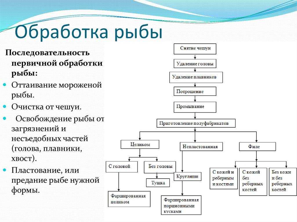Виды морепродуктов, их обработка и кулинарное использование