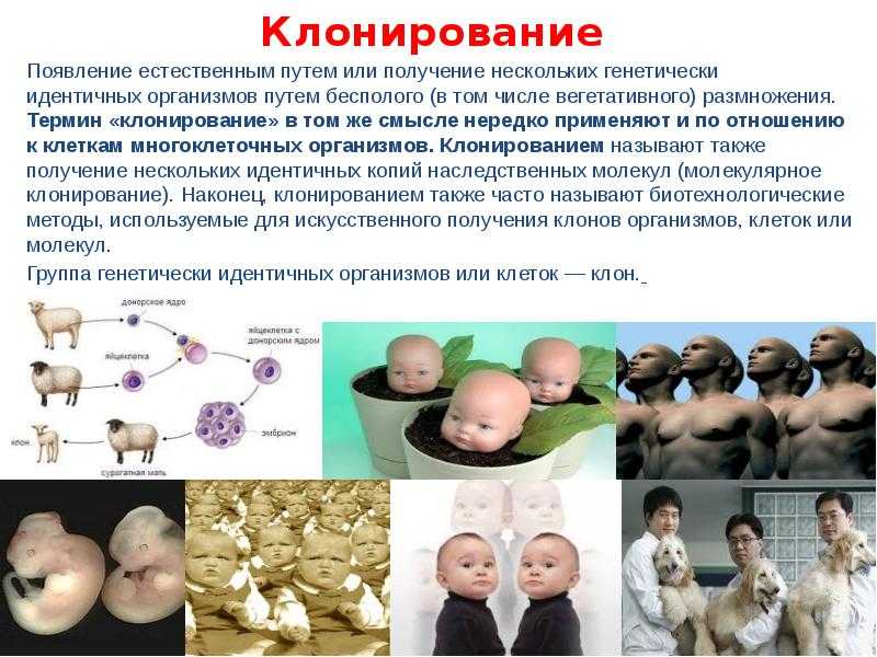 Что такое клонирование доклад