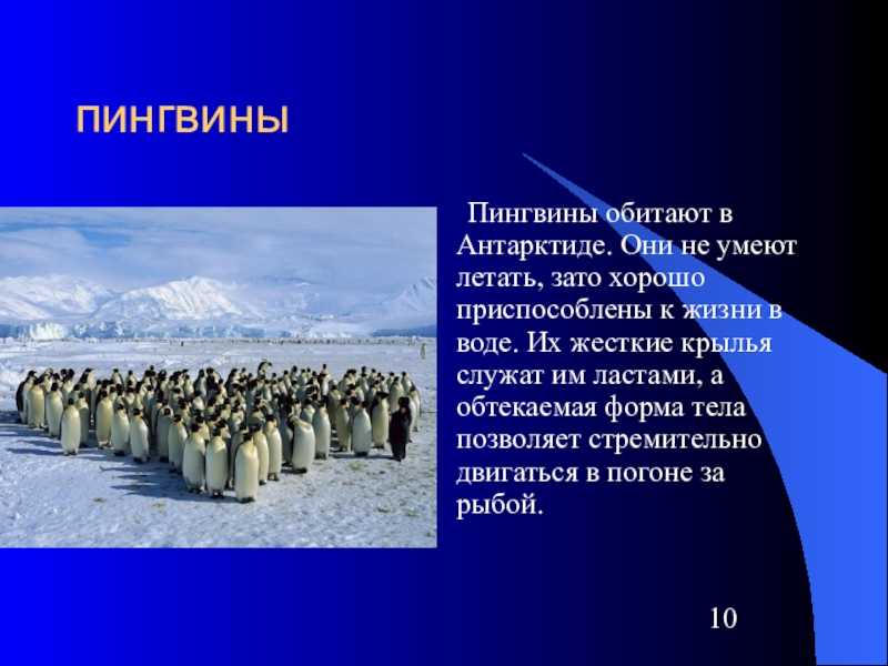 Растения арктической пустыни - разнообразие и характеристика