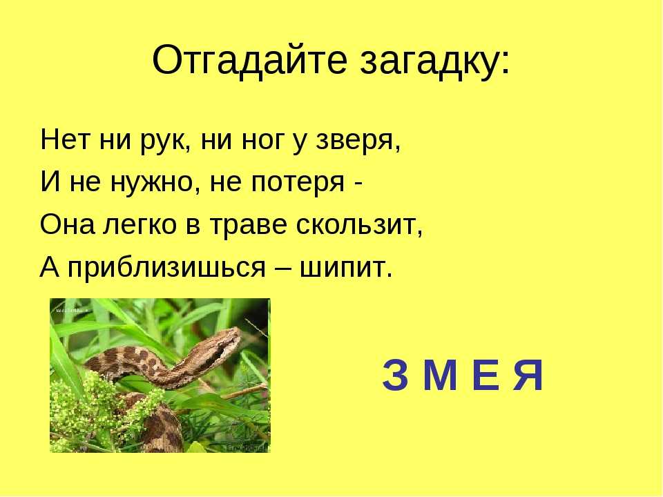 Загадки про змей с ответами: 70 простых и сложных загадок для детей всех возрастов / mama66.ru