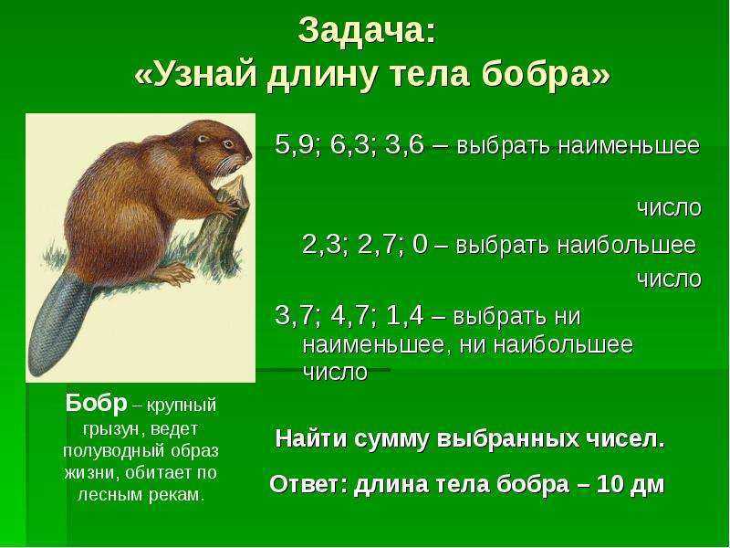 Загадки про животных для детей