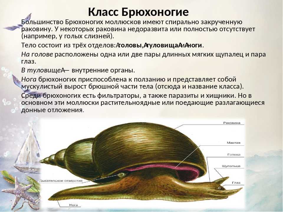 Брюхоногие моллюски – представители класса, нервная система и скелет (7 класс)